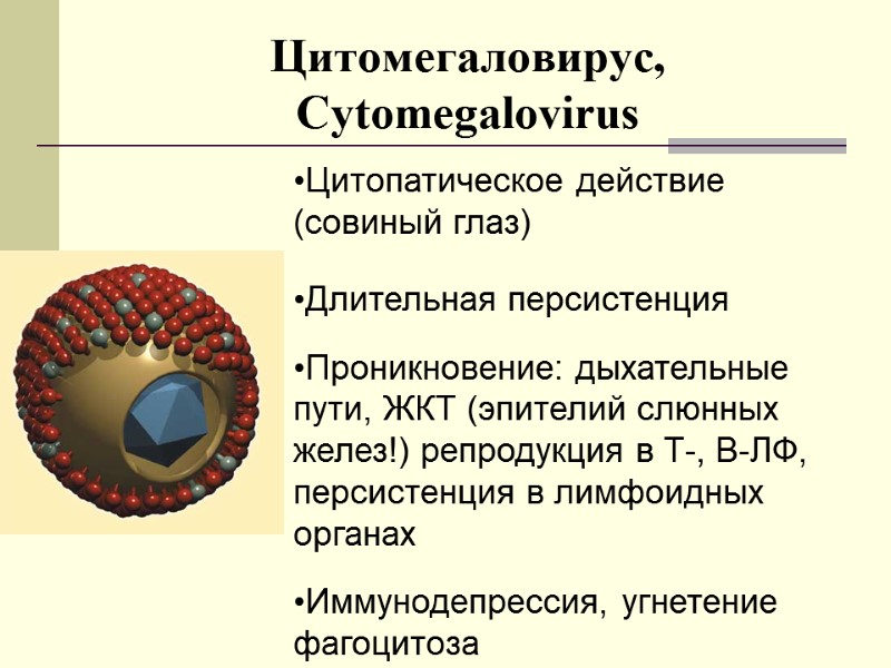 Цитомегаловирус, Сytomegalovirus Цитопатическое действие (совиный глаз)  Длительная персистенция  Проникновение: дыхательные пути, ЖКТ